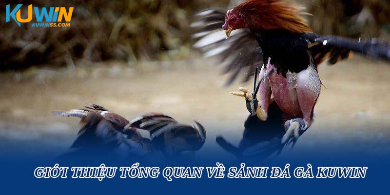Giới thiệu tổng quan về sảnh đá gà Kuwin